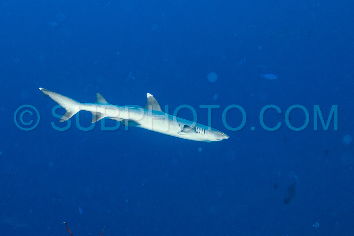 whitetip reef shark