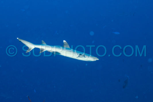 whitetip reef shark