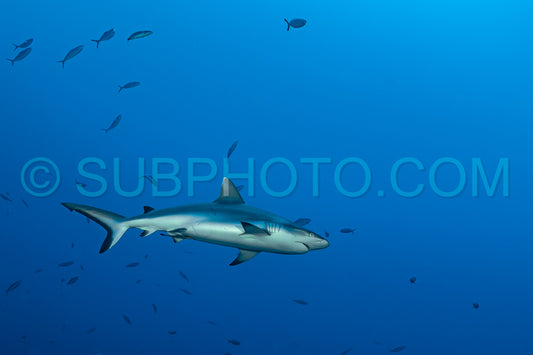 gray reef shark