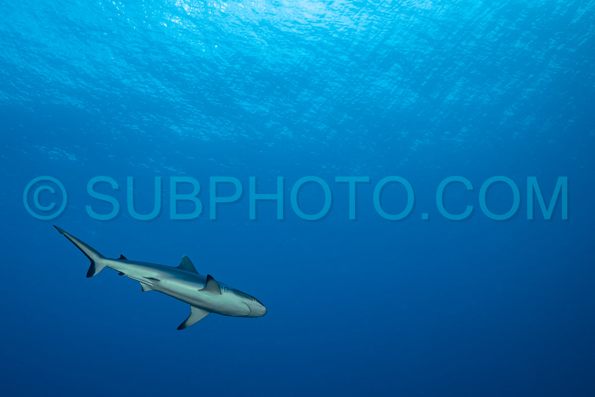 gray reef shark