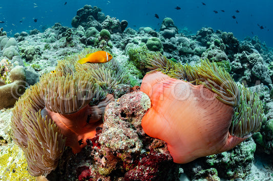 tomato anemonefish