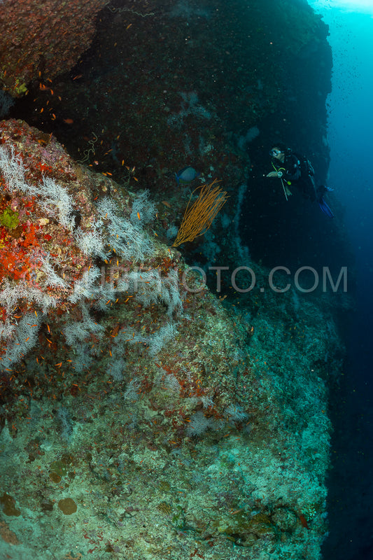 woman diver visiting a coral reef