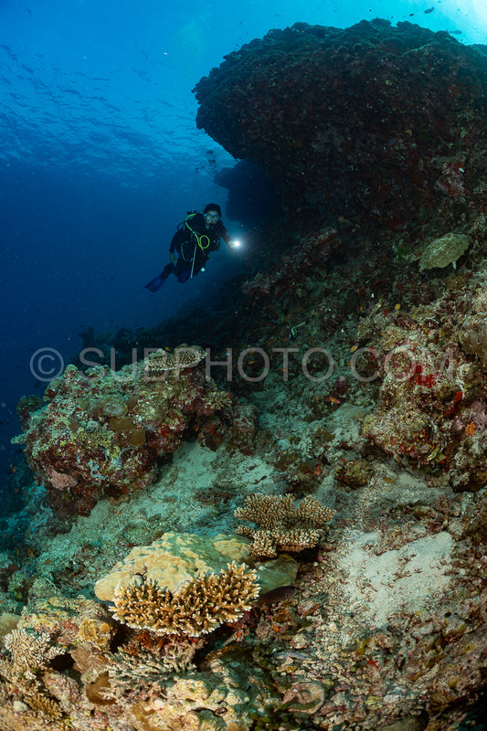 woman diver visiting a coral reef