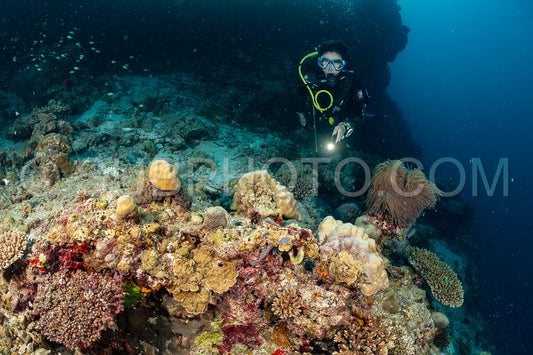 woman diver visiting a coral reef