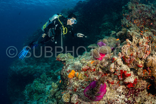 woman diver visiting a coral reef