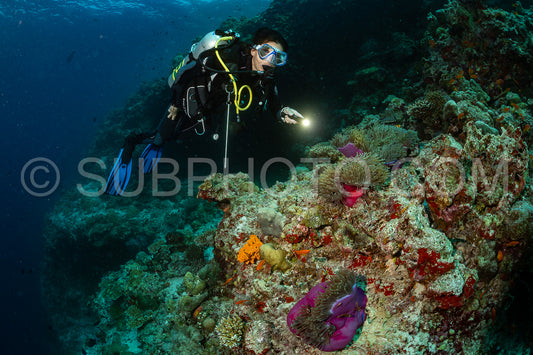 woman diver visiting a coral reef
