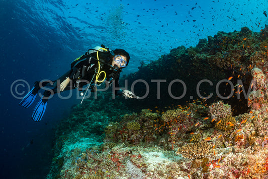 woman diver visiting a coral reef