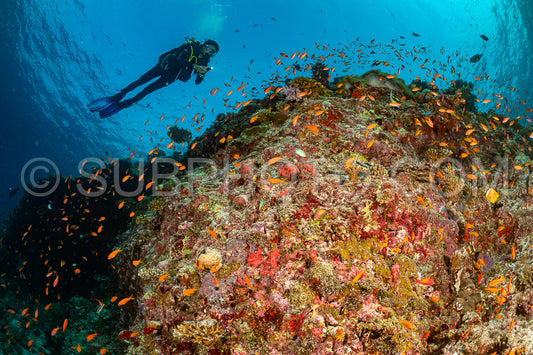 woman diver visiting a coral reef