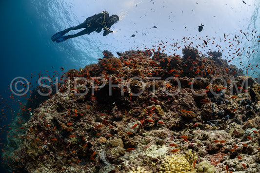 woman diver visiting a coral reef