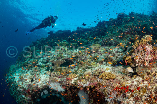 woman diver visiting a coral reef