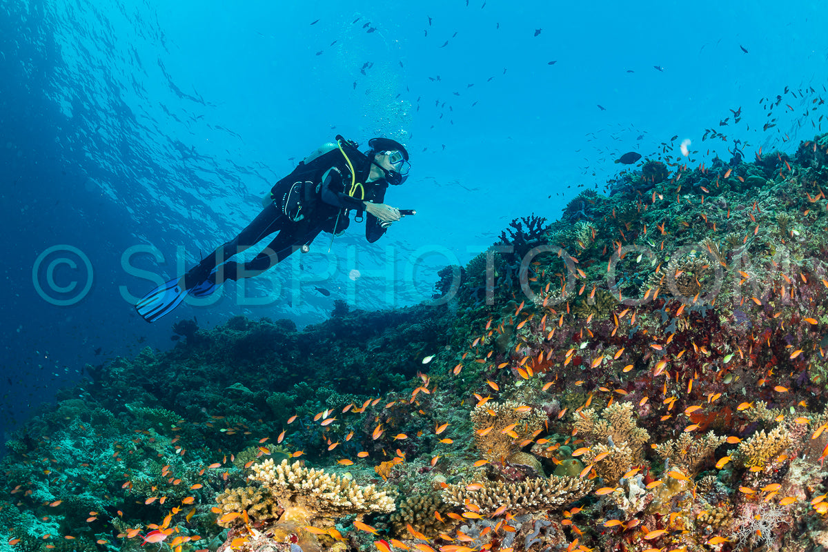woman diver visiting a coral reef