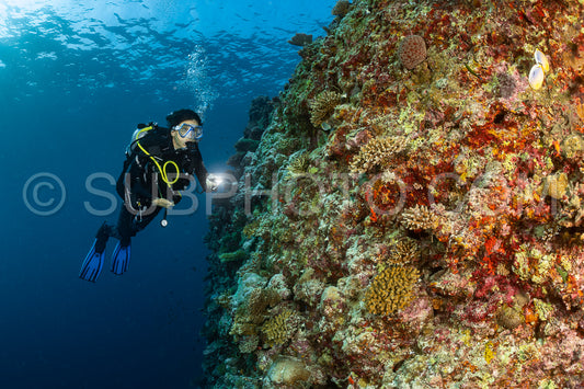 woman diver visiting a coral reef
