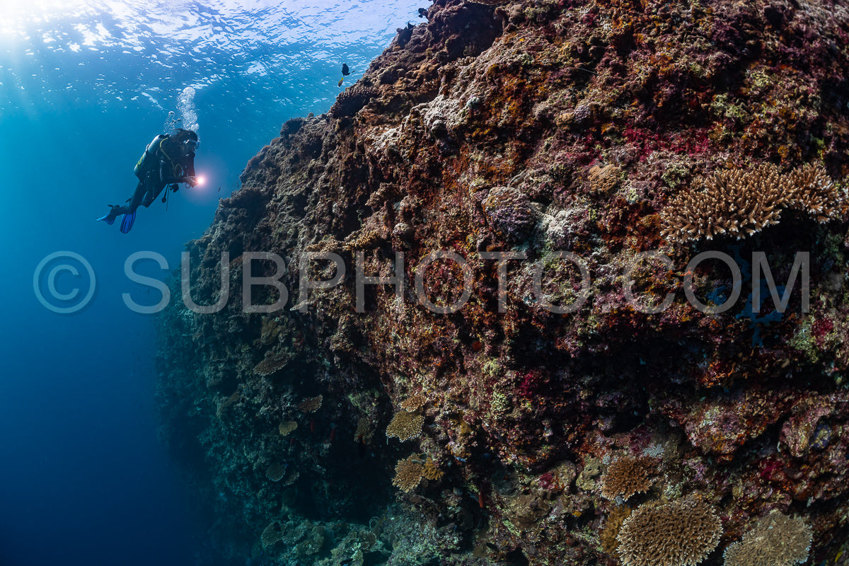 woman diver visiting a coral reef