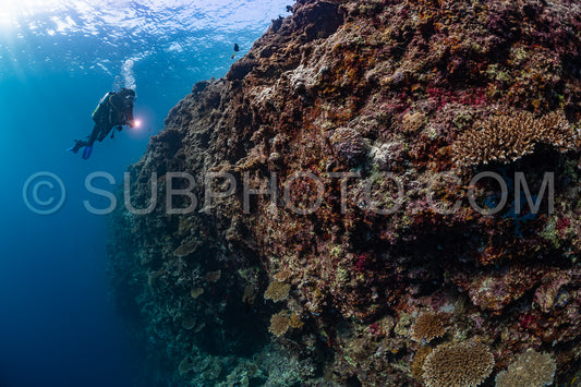 woman diver visiting a coral reef