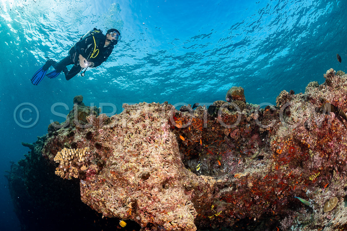 woman diver visiting a coral reef