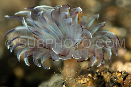 common feather dust worm