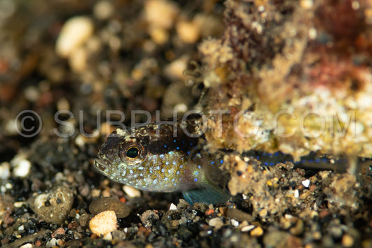 bluedot goby