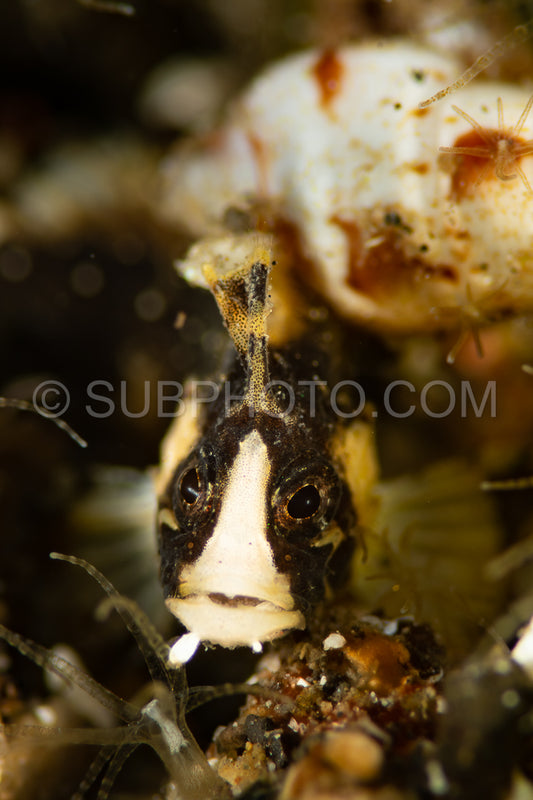 goby