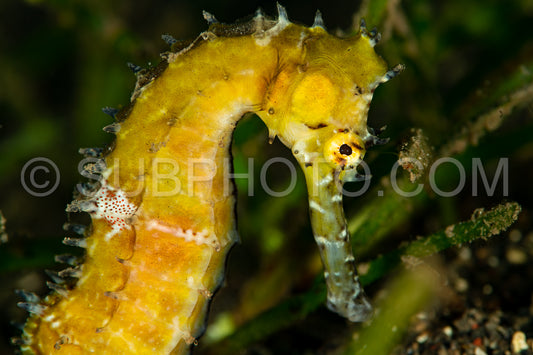 yellow thorny seahorse