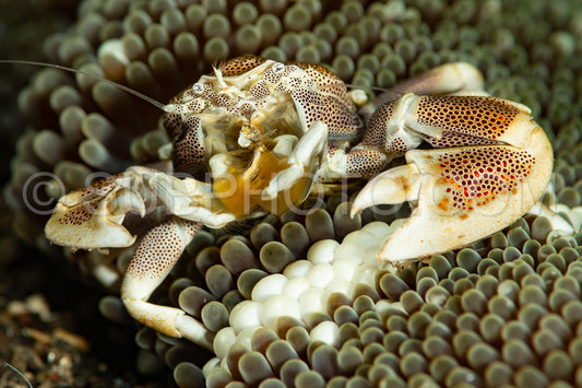Photo de crabe de porcelaine tacheté dans une anémone