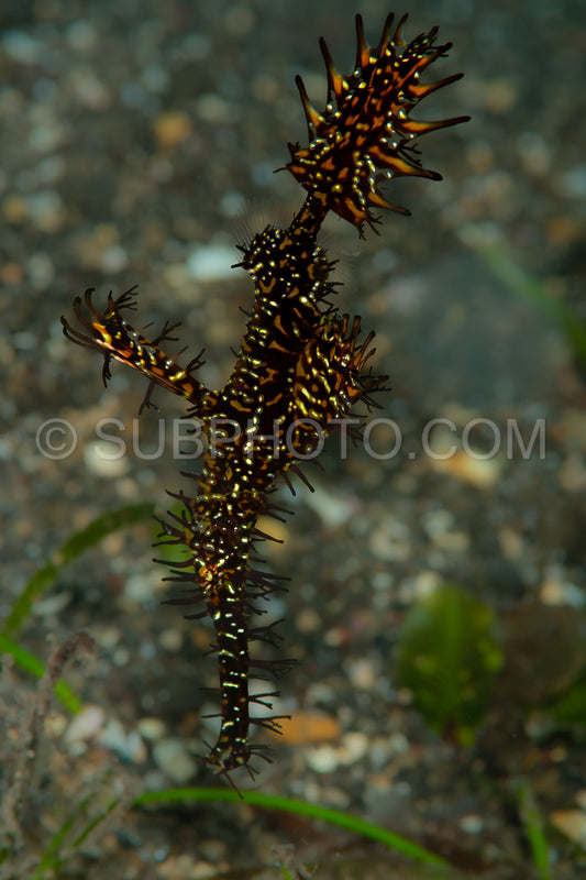 ornate ghost pipefish