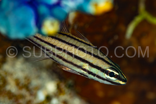 striped cardinalfish