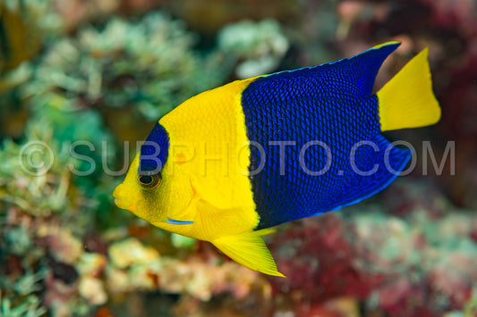 bicolor angelfish