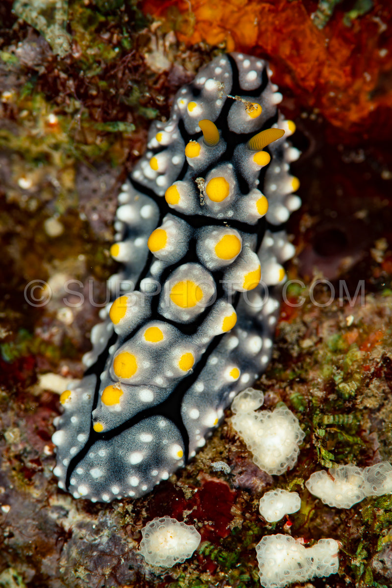 Phyllidia willani nudibranch sea slug