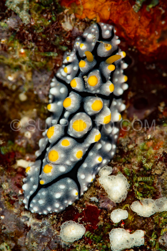 Phyllidia willani nudibranch sea slug