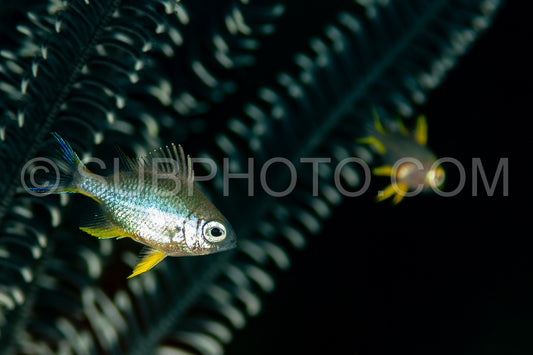 juvenile damselfish