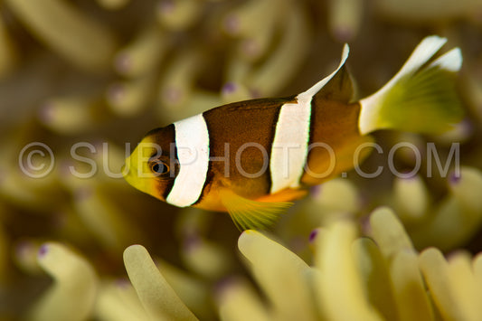 Clark's anemonefish clownfish