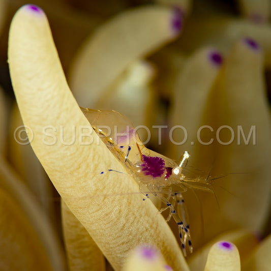 Photo de crevette commensale Ancyclomenes souscrite