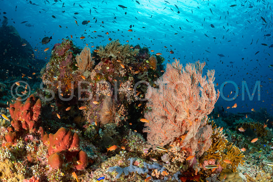 knotty gorgonian