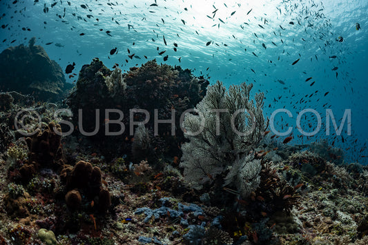 ikomodo coral reef in Indonesia