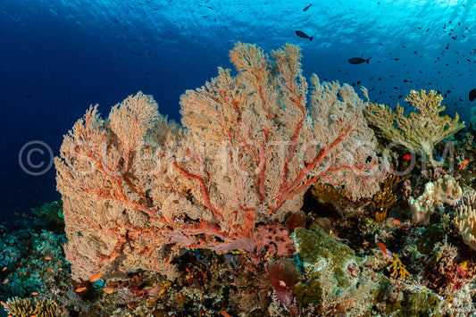 knotty gorgonian