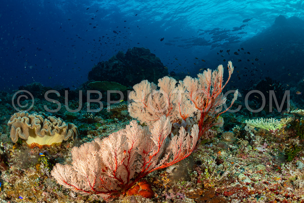 knotty gorgonian