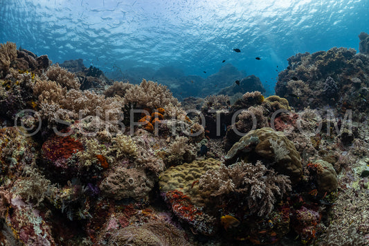 ikomodo coral reef in Indonesia