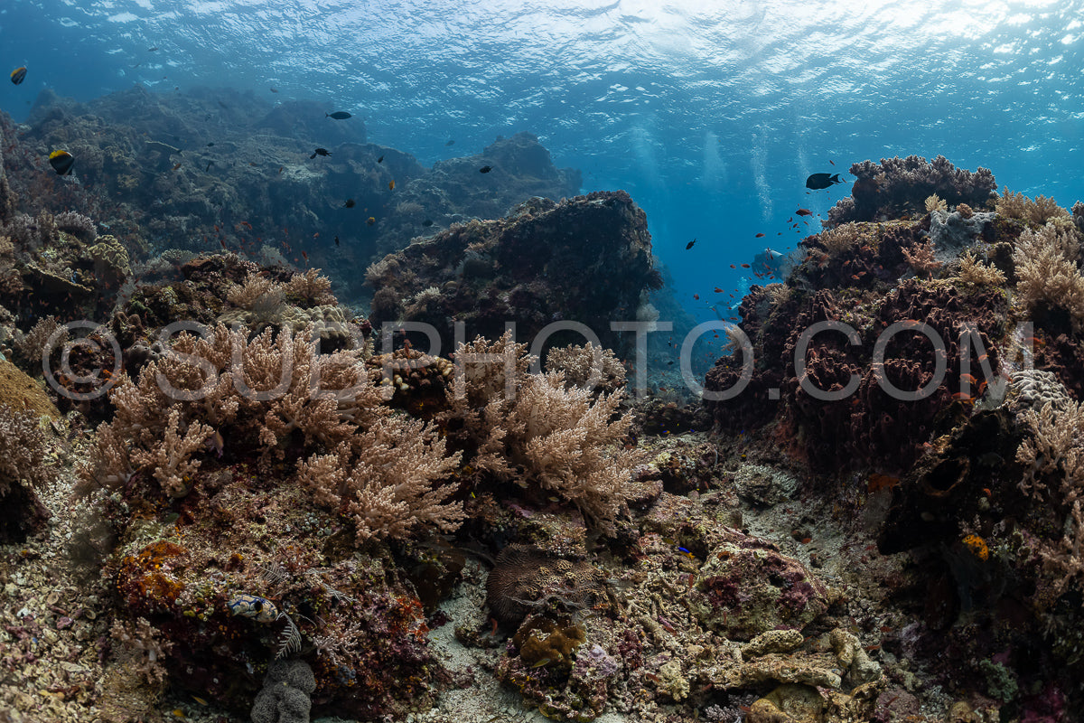 ikomodo coral reef in Indonesia