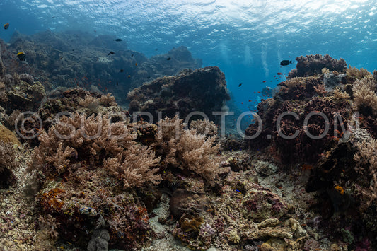 ikomodo coral reef in Indonesia