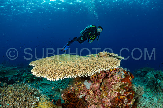 woman diver discovering the beauty of the Komodo National Park caral reef in Indonesia