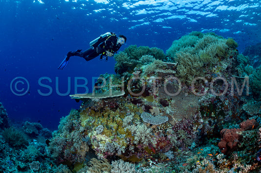 woman diver discovering the beauty of the Komodo National Park caral reef in Indonesia