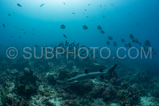 whitetip reef shark