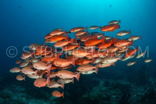 Photo de banc de vivaneaux pinjalo