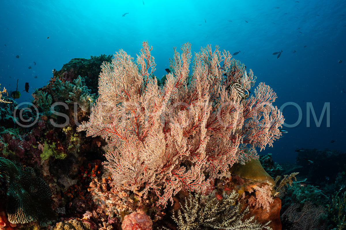 knotty gorgonian