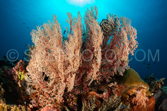 knotty gorgonian