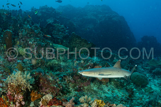 whitetip reef shark