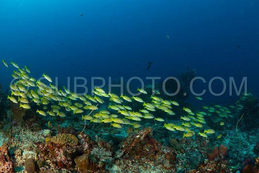 Photo de banc de vivaneaux