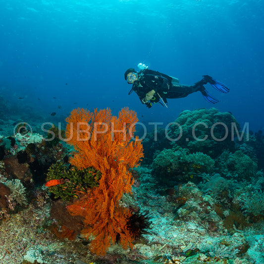 knotty gorgonian and a diver