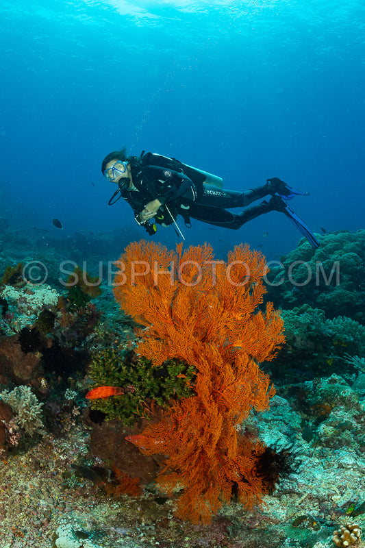 knotty gorgonian and a diver