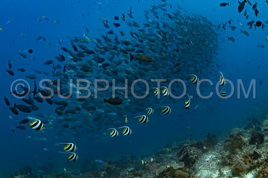 several schools of fish over a coral reef